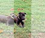 Small Photo #2 Mutt Puppy For Sale in Germantown, OH, USA