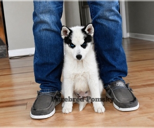 Pomsky Puppy for sale in KANSAS CITY, MO, USA