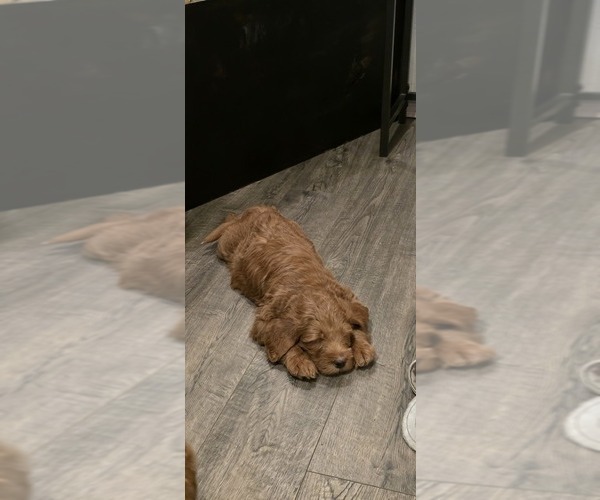 Medium Photo #4 Labradoodle mix (+ Poodle Standard) Puppy For Sale in WASILLA, AK, USA