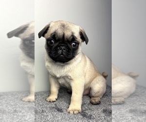 Pug Puppy for sale in INDIANAPOLIS, IN, USA