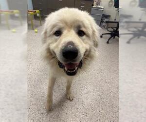 Great Pyrenees Dogs for adoption in Brighton, CO, USA