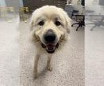 Small Great Pyrenees