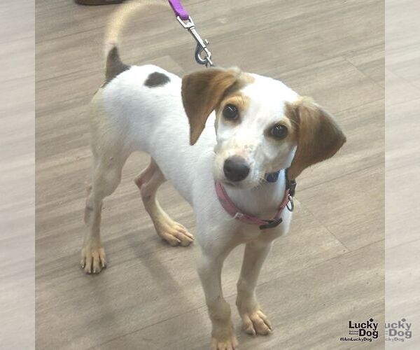 Medium Photo #2 Beagle-Feist Terrier Mix Puppy For Sale in Washington, DC, USA