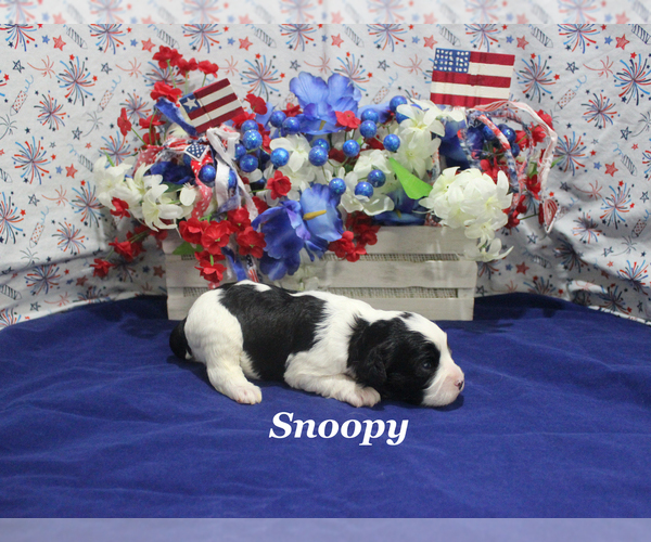 Medium Photo #3 Cavapoo Puppy For Sale in CHANUTE, KS, USA