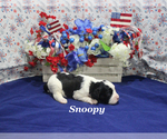 Small #2 Cavapoo