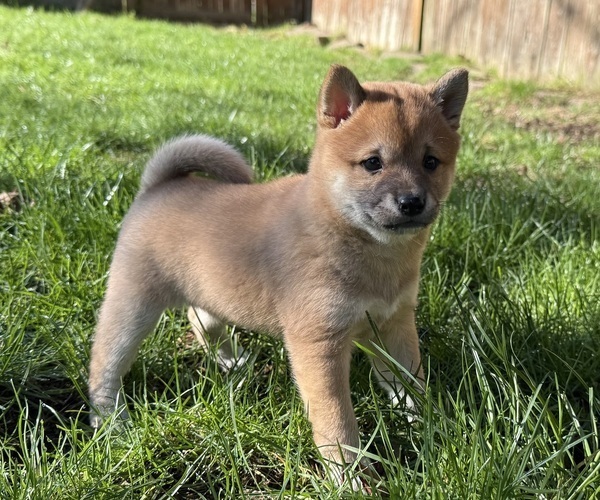 Medium Photo #1 Shiba Inu Puppy For Sale in SNOHOMISH, WA, USA
