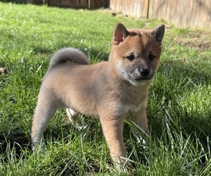 Shiba Inu Puppy for sale in SNOHOMISH, WA, USA