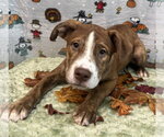 Small Photo #3 American Pit Bull Terrier-Australian Shepherd Mix Puppy For Sale in Wetumpka, AL, USA
