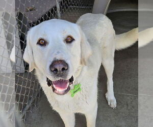 Great Pyrenees-Unknown Mix Dogs for adoption in Hamilton, MT, USA