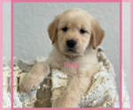 Puppy Bella Golden Retriever