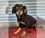 Small #1 Poodle (Miniature)