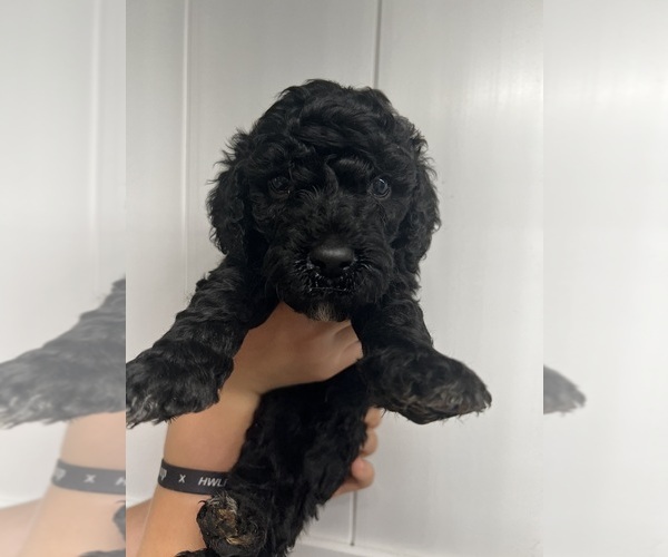 Medium Photo #14 Poodle (Standard) Puppy For Sale in TIMMONSVILLE, SC, USA