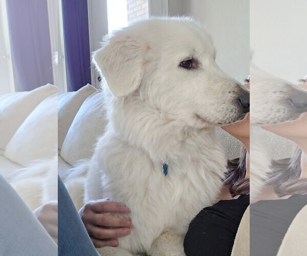 Medium Photo #7 Great Pyrenees-Maremma Sheepdog Mix Puppy For Sale in Dallas, TX, USA