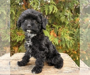 Cavapoo Puppy for sale in MIDDLEBURY, IN, USA