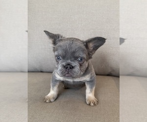 Medium French Bulldog