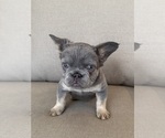 Puppy Moana French Bulldog