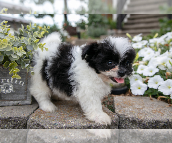 Medium Photo #2 Shiranian Puppy For Sale in MIDDLEBURY, IN, USA