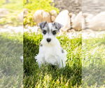 Small Photo #35 Schnauzer (Miniature) Puppy For Sale in MILLERSBURG, IN, USA