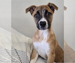 Small #1 American Staffordshire Terrier-Labrador Retriever Mix