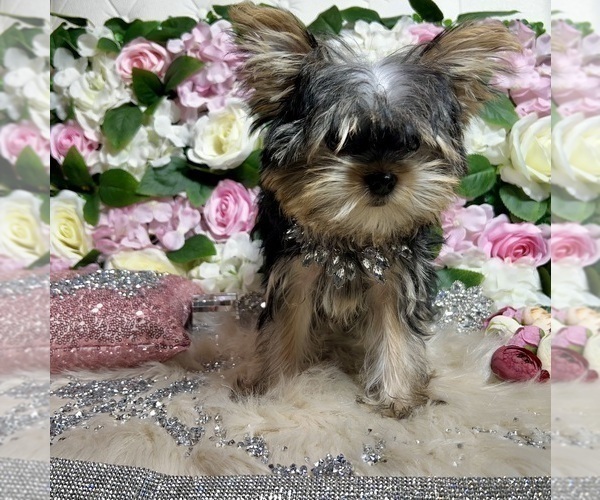Medium Photo #18 Yorkshire Terrier Puppy For Sale in HAYWARD, CA, USA