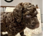 Puppy 5 Labradoodle-Poodle (Standard) Mix