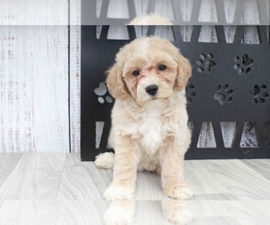 Poochon Puppy for sale in MARIETTA, GA, USA