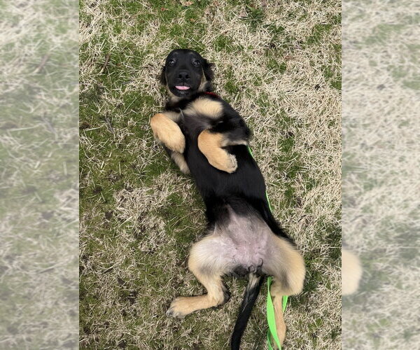 Medium Photo #4 Labrenees Puppy For Sale in Oak Bluffs, MA, USA