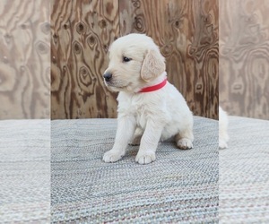 Golden Retriever Puppy for sale in OROVILLE, CA, USA