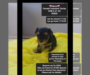 Yorkshire Terrier Puppy for sale in TUCSON, AZ, USA