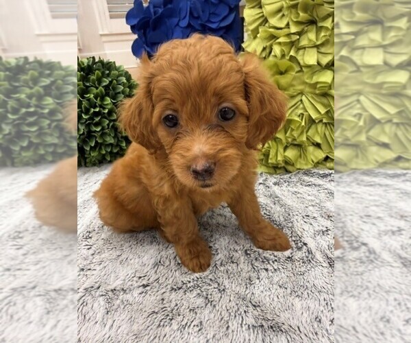 Medium Photo #1 Double Doodle Puppy For Sale in LAGRANGE, GA, USA