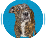 Small Plott Hound Mix
