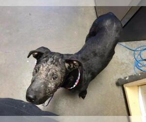 Labrador Retriever-Unknown Mix Dogs for adoption in Tulsa, OK, USA