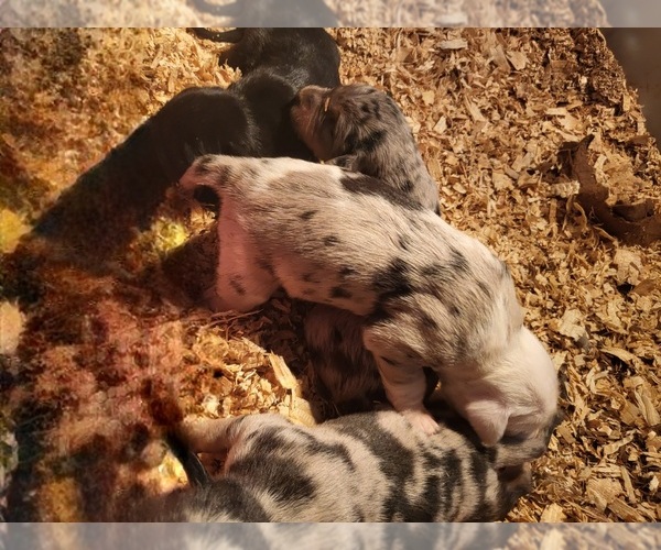 Medium Photo #1 Catahoula Leopard Dog Puppy For Sale in PULLMAN, MI, USA