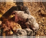 Small Catahoula Leopard Dog
