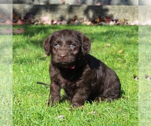 Labrador Retriever-Poodle (Toy) Mix Puppy for sale in MYERSTOWN, PA, USA