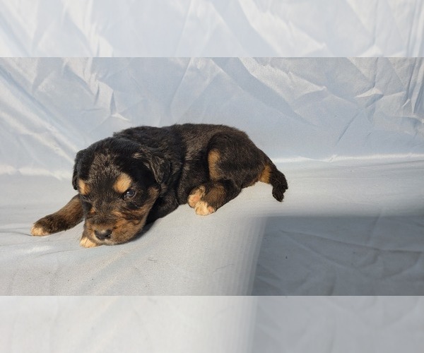 Medium Photo #11 Golden Mountain Dog Puppy For Sale in BLACK FOREST, CO, USA