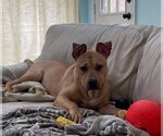 Small #8 Mutt