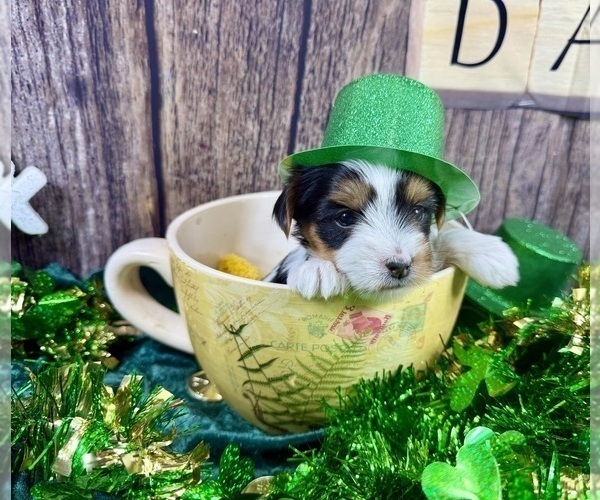 Medium Photo #8 Morkie Puppy For Sale in CASSVILLE, MO, USA