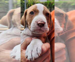 Basset Hound-Unknown Mix Dogs for adoption in St. Augustine, FL, USA