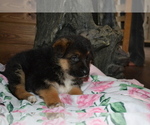 Puppy Ferris German Shepherd Dog