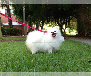 Mother of the Pomeranian puppies born on 07/30/2026