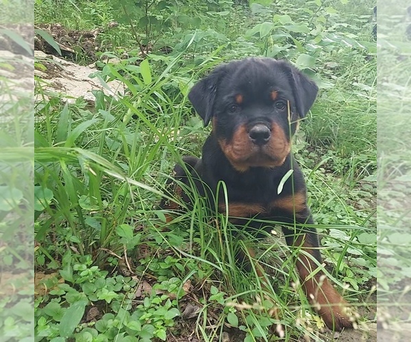 Medium Photo #1 Rottweiler Puppy For Sale in WEST HARRISON, IN, USA