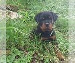 Small Photo #1 Rottweiler Puppy For Sale in WEST HARRISON, IN, USA