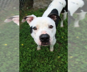 American Pit Bull Terrier-Unknown Mix Dogs for adoption in Evansville, IN, USA