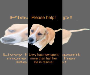 Mutt Dogs for adoption in Cromwell, KY, USA