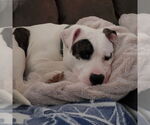 Small #5 American Pit Bull Terrier Mix