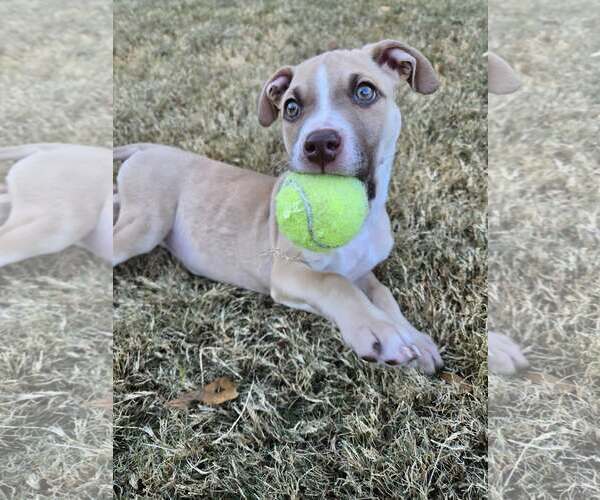 Medium Photo #3 Mutt Puppy For Sale in Greenville, SC, USA