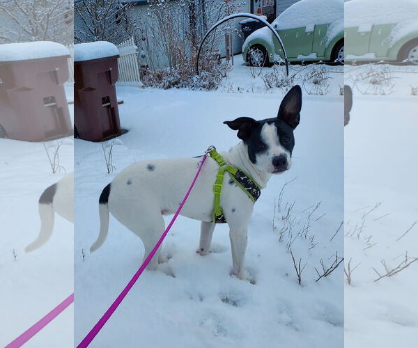 Medium Photo #25 Rat Terrier-Unknown Mix Puppy For Sale in Columbus, IN, USA