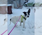 Small #24 Rat Terrier Mix
