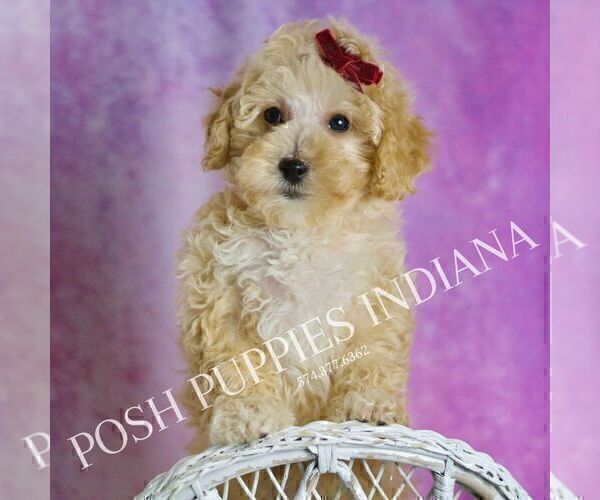 Medium Photo #28 Maltipoo (Miniature) Puppy For Sale in WARSAW, IN, USA